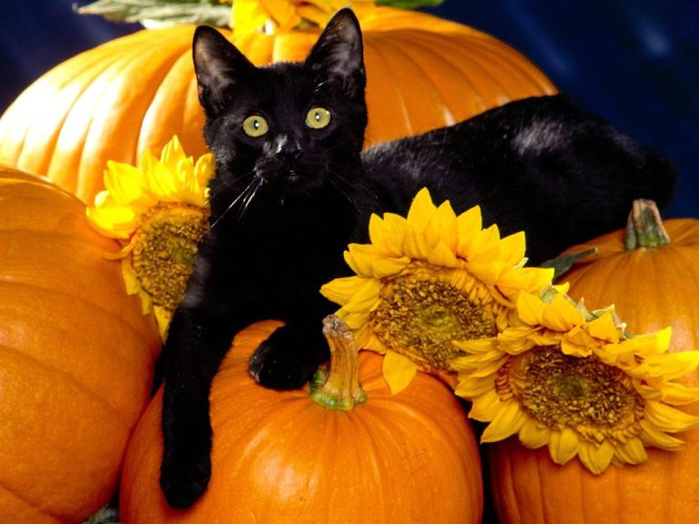 halloween-black-cat-wallpaper-4